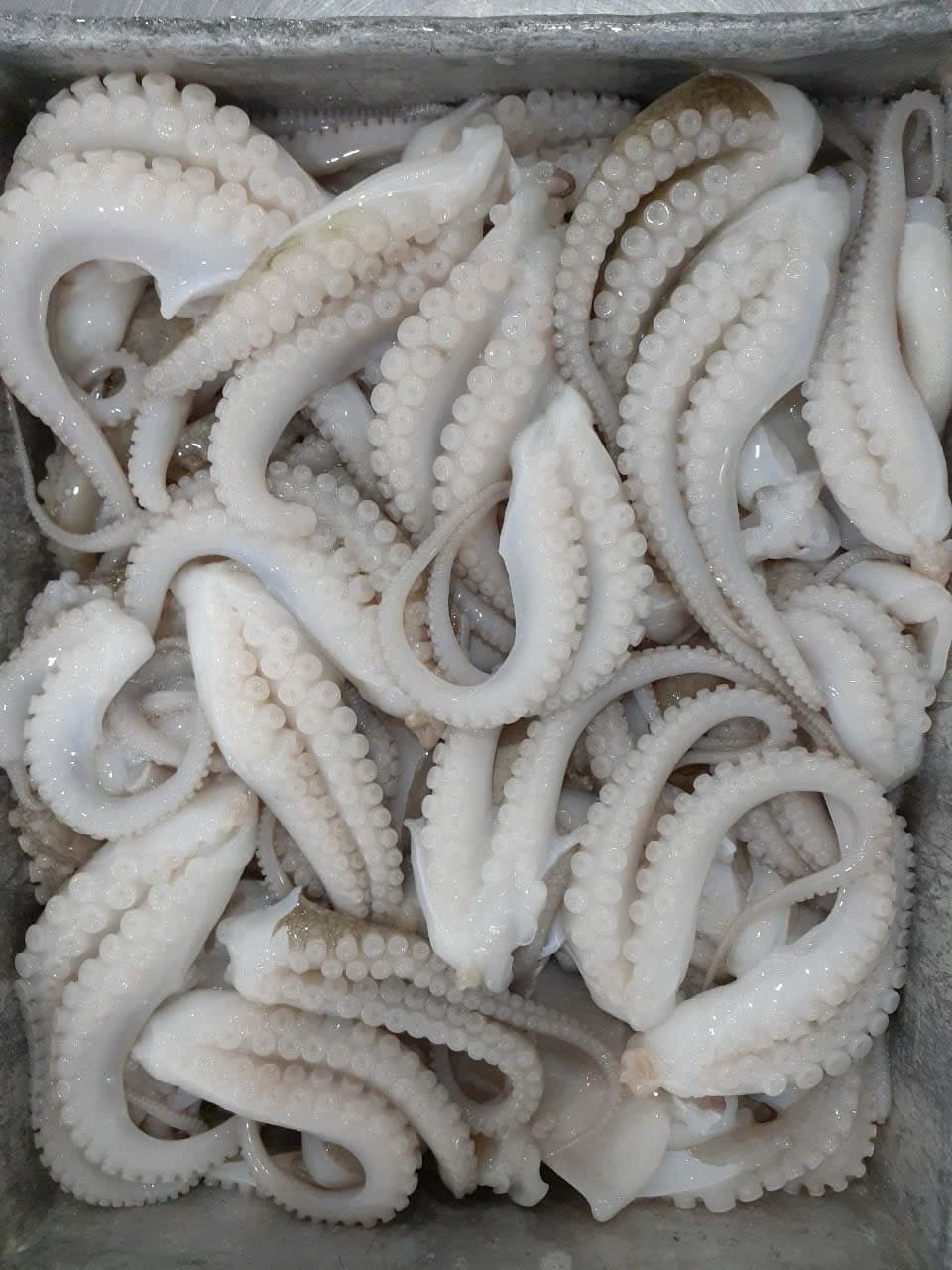 Real cleaned mini octopus close-up in a preparation tray