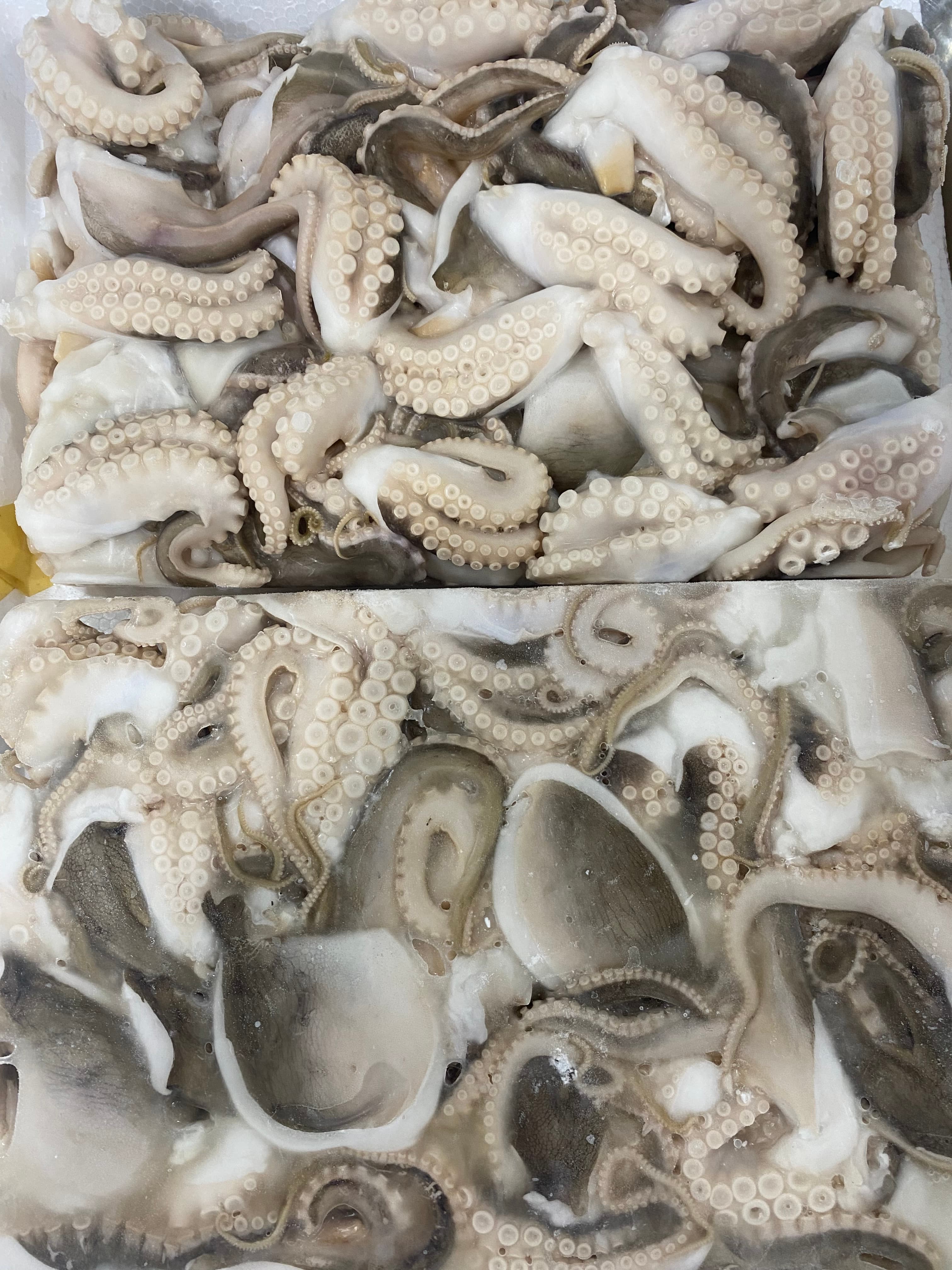 Real frozen mini octopus trays prepared for seafood buyer review