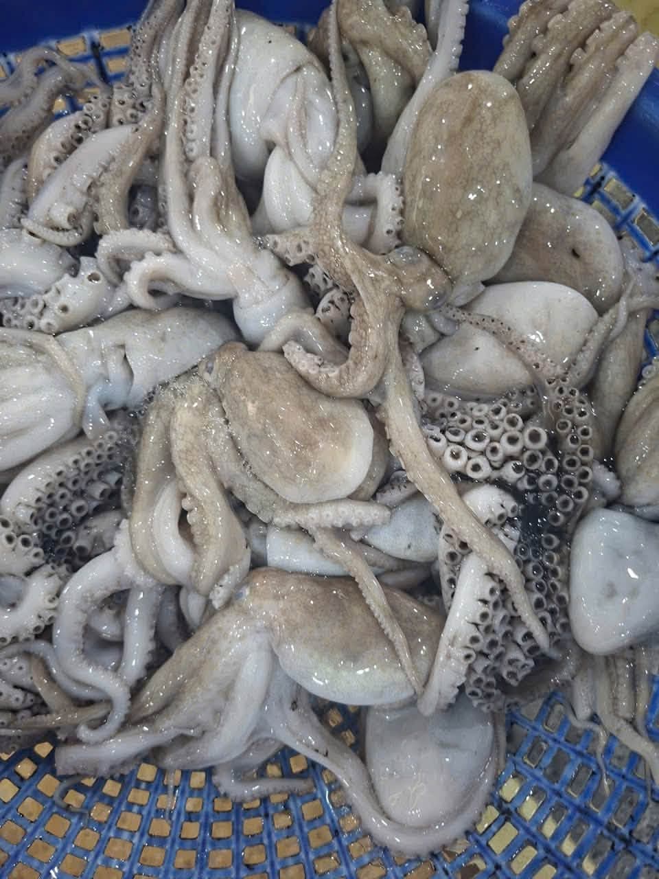 Real whole mini octopus in a blue basket
